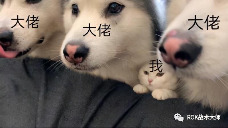万国觉醒英雄培养（万国觉醒新手玩家武将培养推荐）