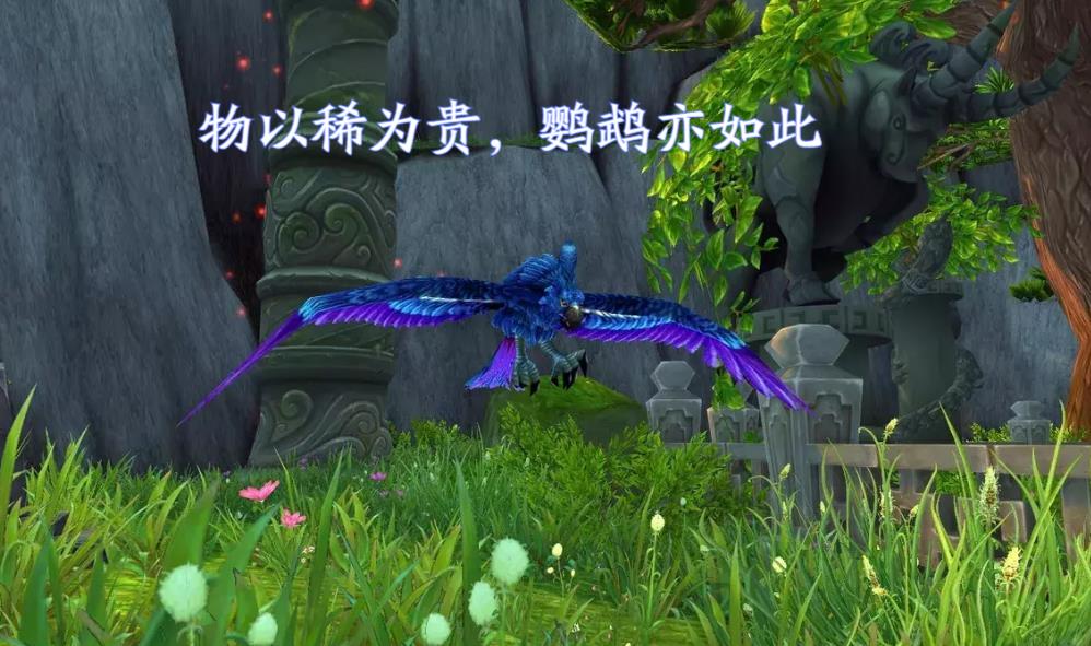 魔兽世界花羽鹦鹉（魔兽世界鹦鹉怎么获得）